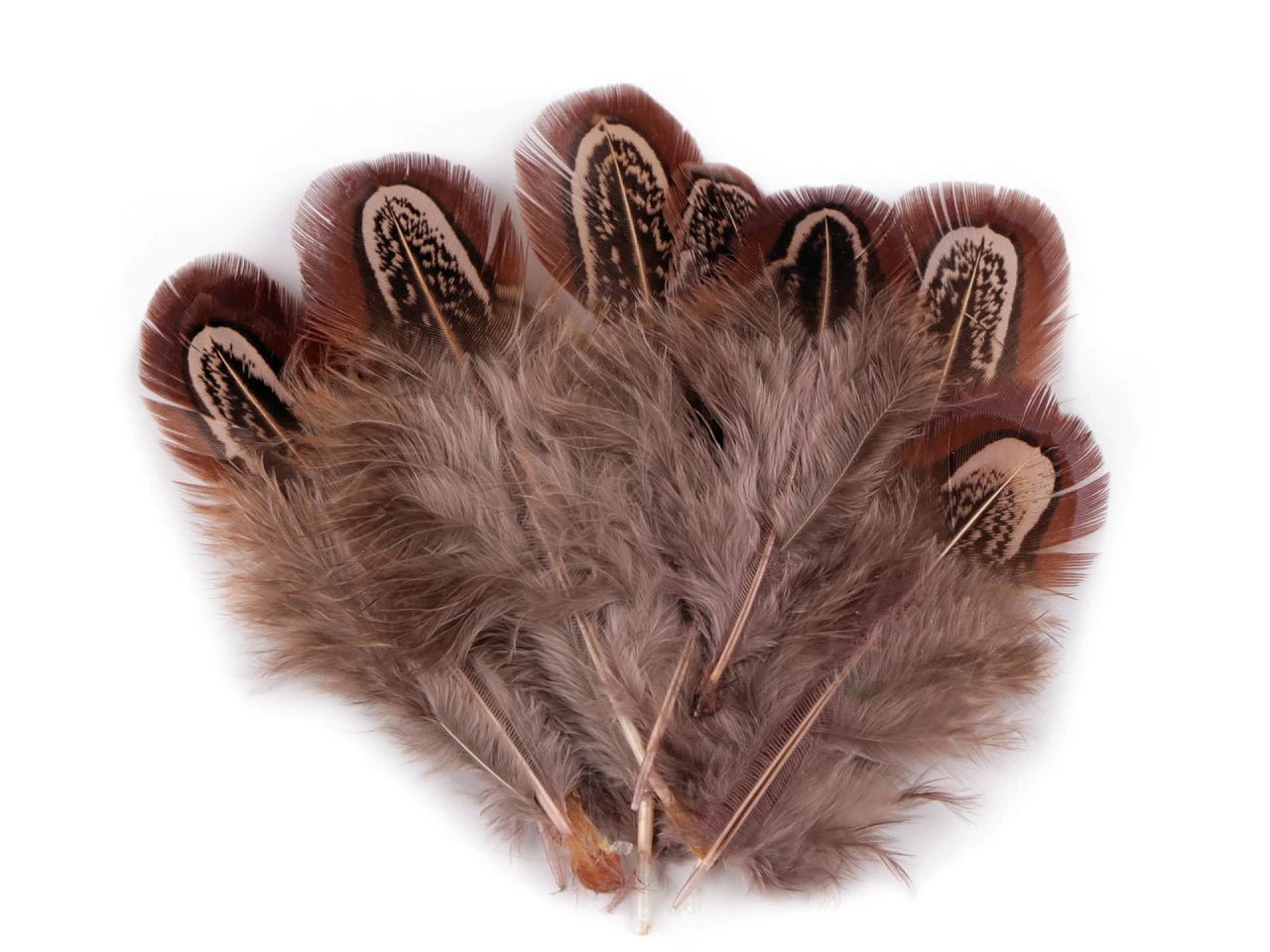 alt
Image with pheasant feathers 5–7 cm – decorative natural feathers|various shades – available at Charlotte fabrics
