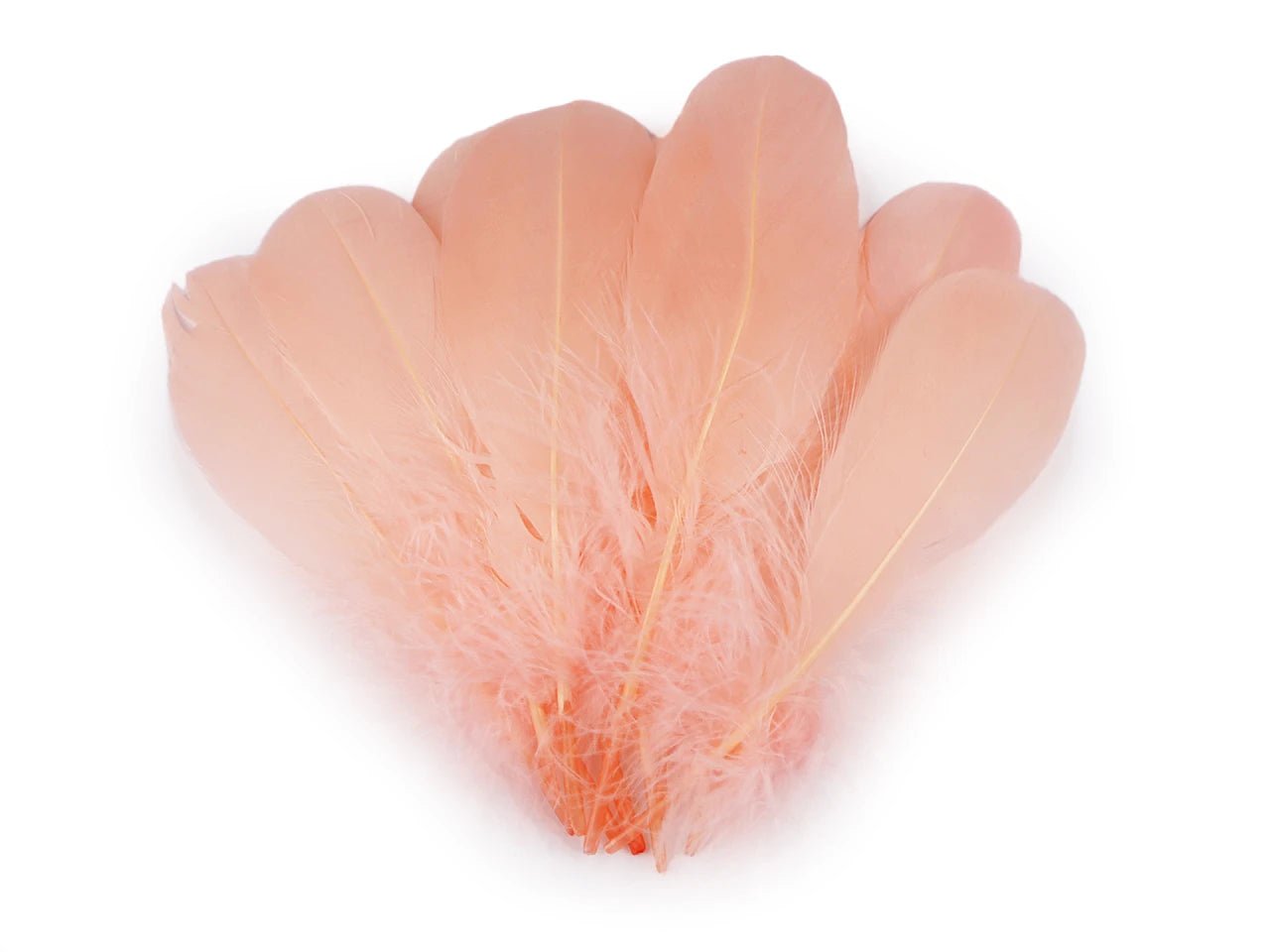 Spalvas zosu (14 - 18 cm) - aprikožu