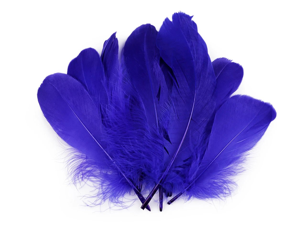 Spalvas zosu (14 - 18 cm) - rudzupuķu zila