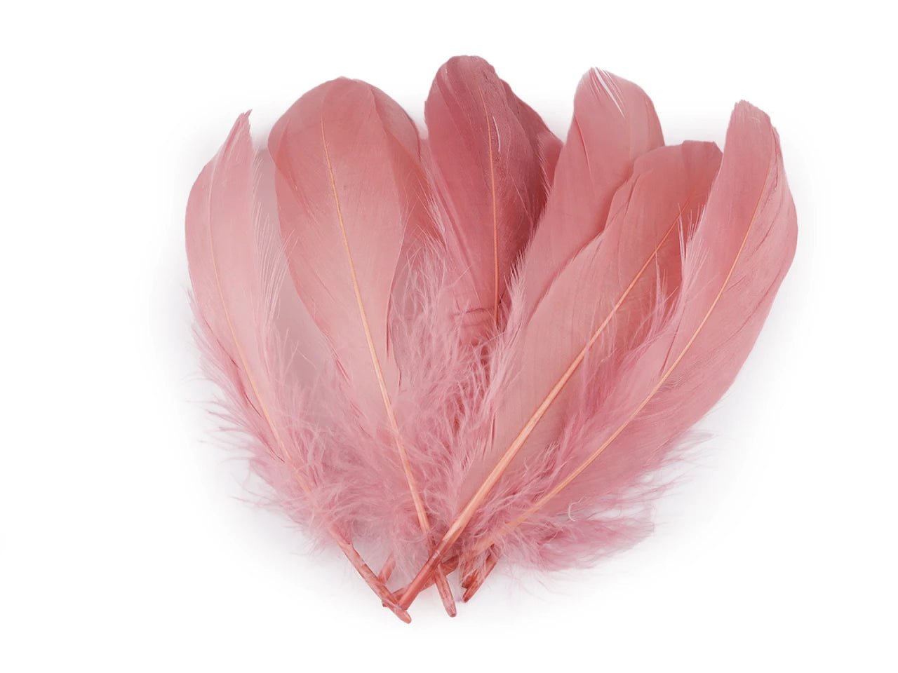 Spalvas zosu (14 - 18 cm) - vecrozā