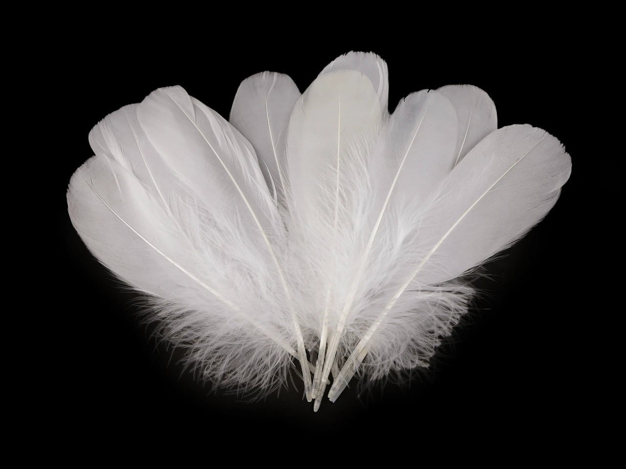 Spalvas zosu (14 - 18 cm) - baltas